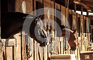 Brown bay horse view out the stable in a barn