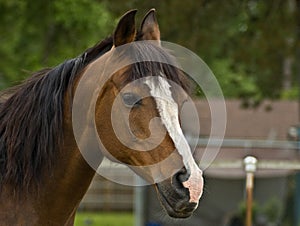 Brown Bay Quarter horse mare