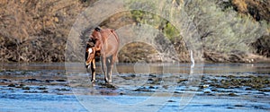 Brown Bay wild horse stallion shaking his mane while standing in the Salt Rive near Mesa Arizona United States