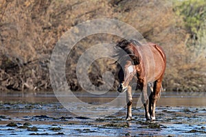 Brown Bay wild horse stallion shaking his mane while standing in the Salt Rive near Mesa Arizona USA