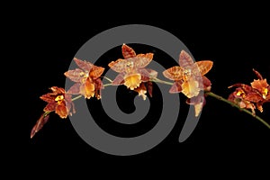 Brown Beallara Orchid