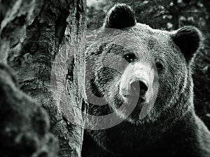 Marrón un oso 