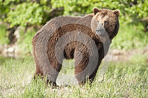 Brown Bear