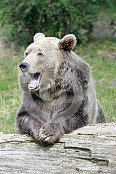 Marrone un orso 