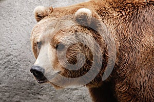 Brown Bear
