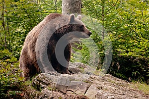 Brown bear photo