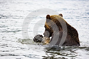 Brown bear