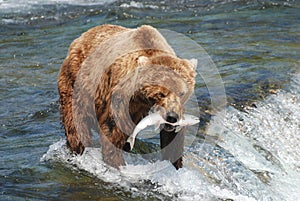 Brown Bear photo