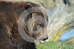 Brown Bear
