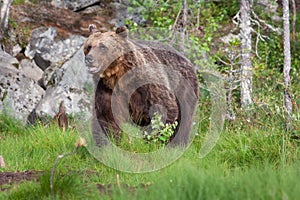 Brown Bear