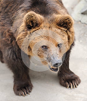 Brown bear