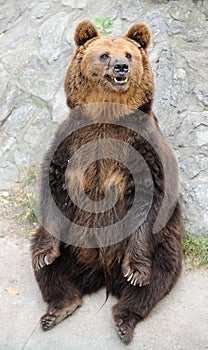 Brown bear