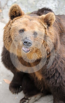 Brown bear