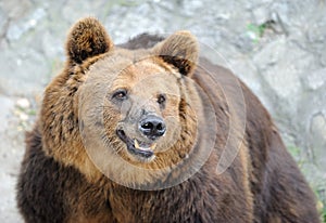 Brown bear