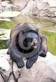 A brown bear photo