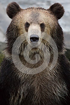 A brown bear