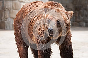 Hnedý medveď 