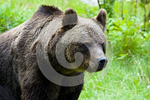 Brown Bear