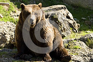 Brown Bear photo