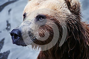 Brown bear