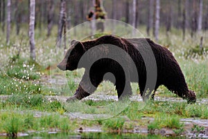 Brown Bear