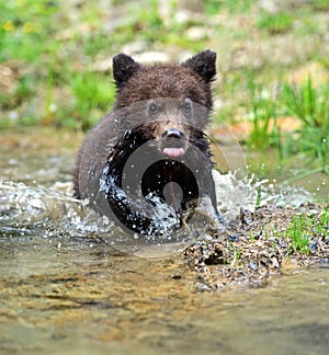 Brown bear