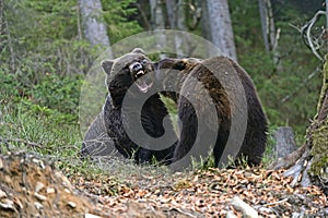 Brown bear