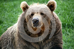 Brown Bear