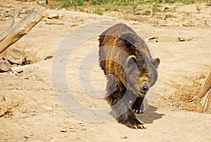 Brown Bear