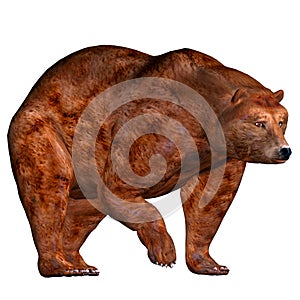Brown Bear