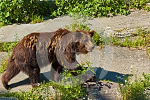 Brown bear