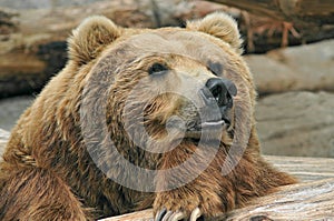 Brown Bear photo