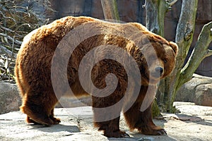 Marrone un orso 