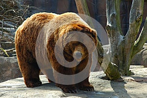 Brown bear