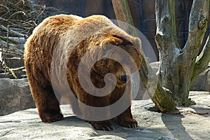 Brown bear