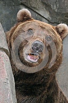 Brown Bear