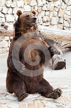 Brown bear