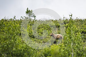 Brown Bear