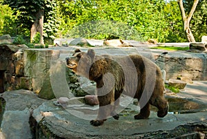 Brown bear