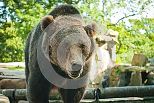 Brown bear