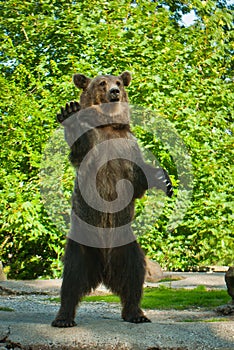 Brown bear