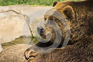 Brown Bear