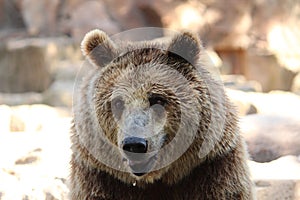 Brown Bear