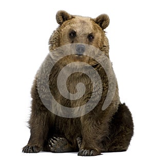 Brown Bear, 8 years old, sitting