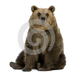 Brown Bear, 8 years old, sitting