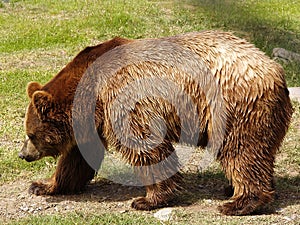 Brown Bear photo