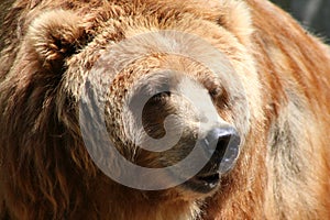 Brown bear