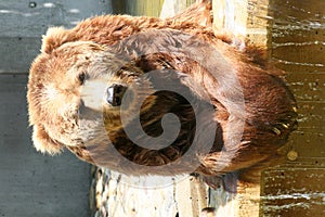 Brown Bear