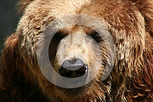 Brown Bear
