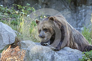 Brown Bear